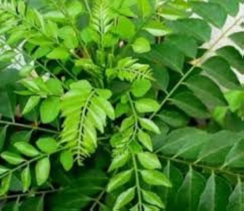 Curry Leaf Seeds for Planting – Murraya koenigii Herb Tree Seeds