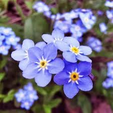 Myosotis flower seeds