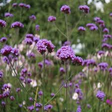 Vervain flower seeds
