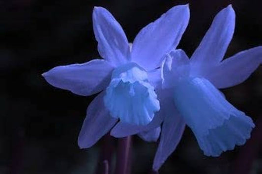 Blue Narcissus flower seeds