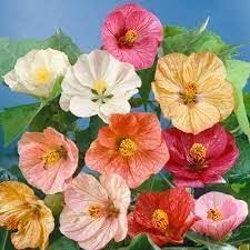 Abutilon flower seeds