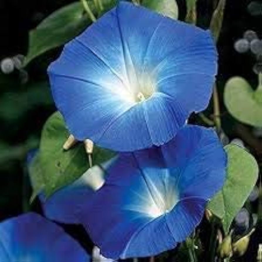 Giant Moon flower seeds