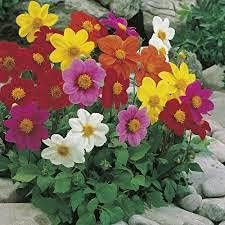 Multi Color flower seeds