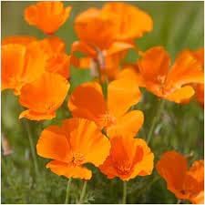 Cali flower seeds