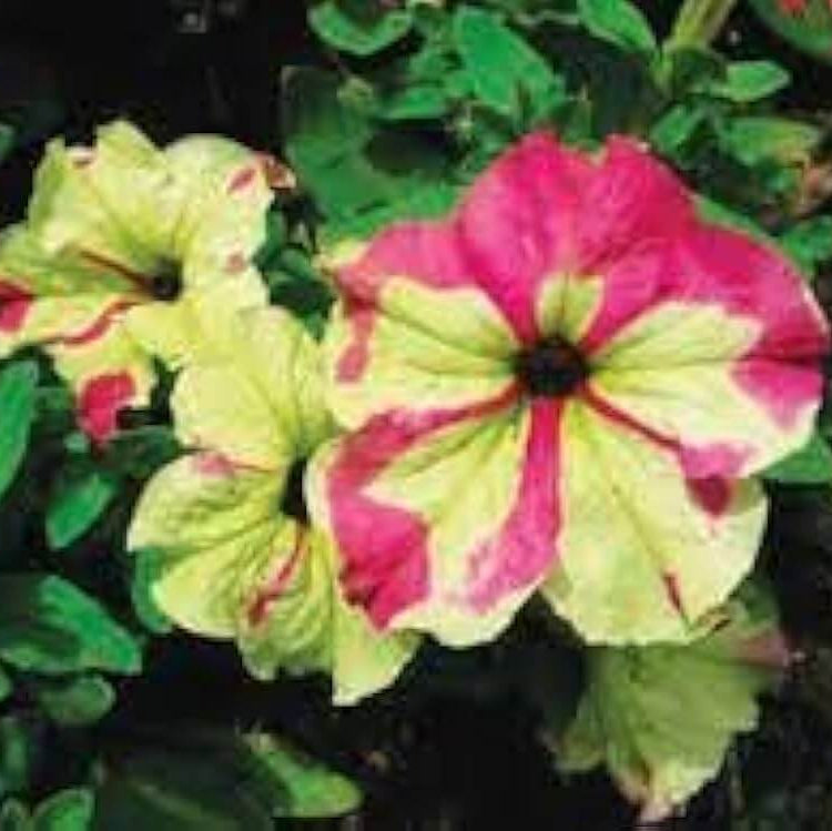 & Yellow Petunia plant