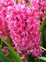 Hyacinth flower seeds