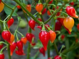 Chupetinha Pepper Seeds
