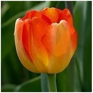 Tulip Flower Seeds for Planting – Heirloom Non-GMO Garden Seeds