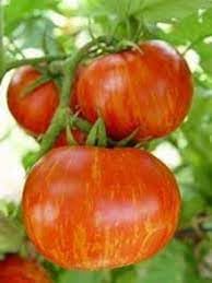 Striped Tomato Seeds