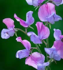 Multi Sweet flower seeds