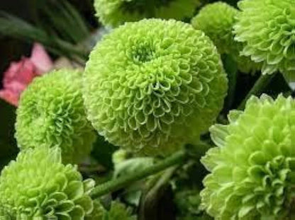 Green Chrysanthemum Flower Seeds for Planting – Heirloom Non-GMO Garden Seeds