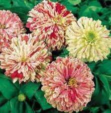 Elegans Peppermint flower seeds