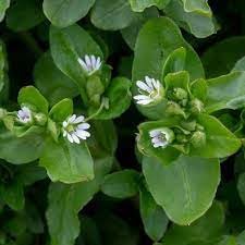 Chickweed flower seeds