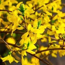 Forsythia flower seeds