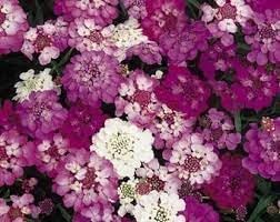 Candytuft flower seeds