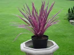 Cordyline flower seeds