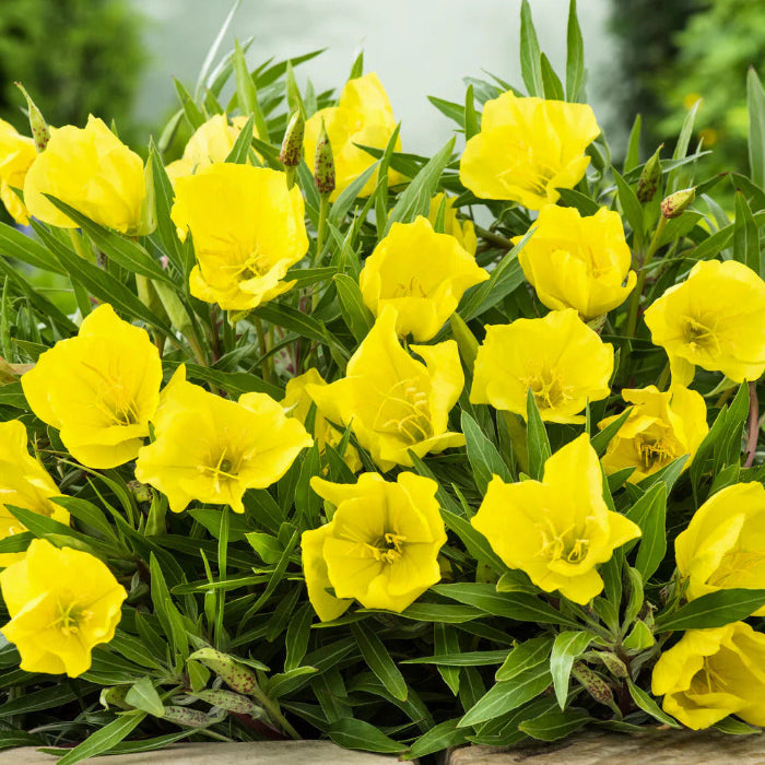 Primrose Oenothera Macrocarpa plant