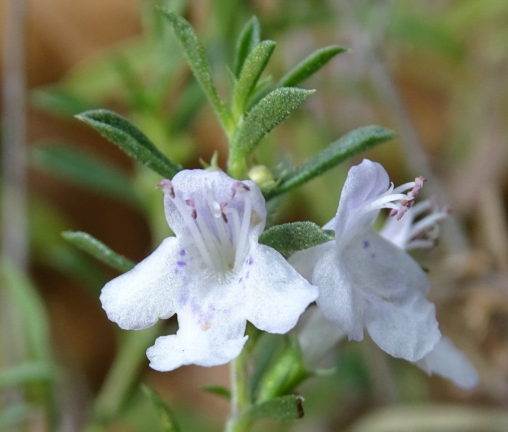 Satureja Montana flower seeds