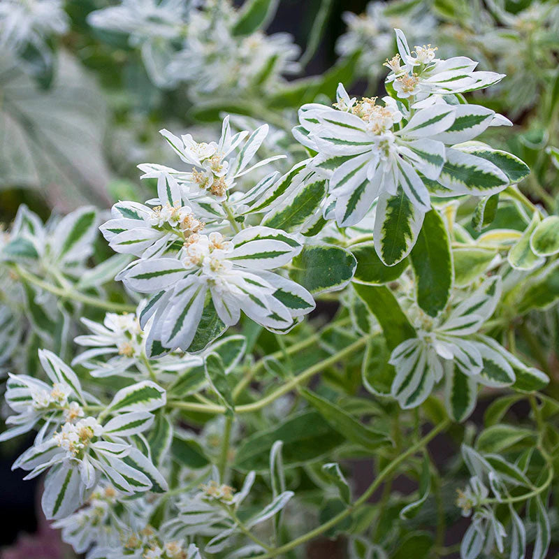 Green Snow flower seeds
