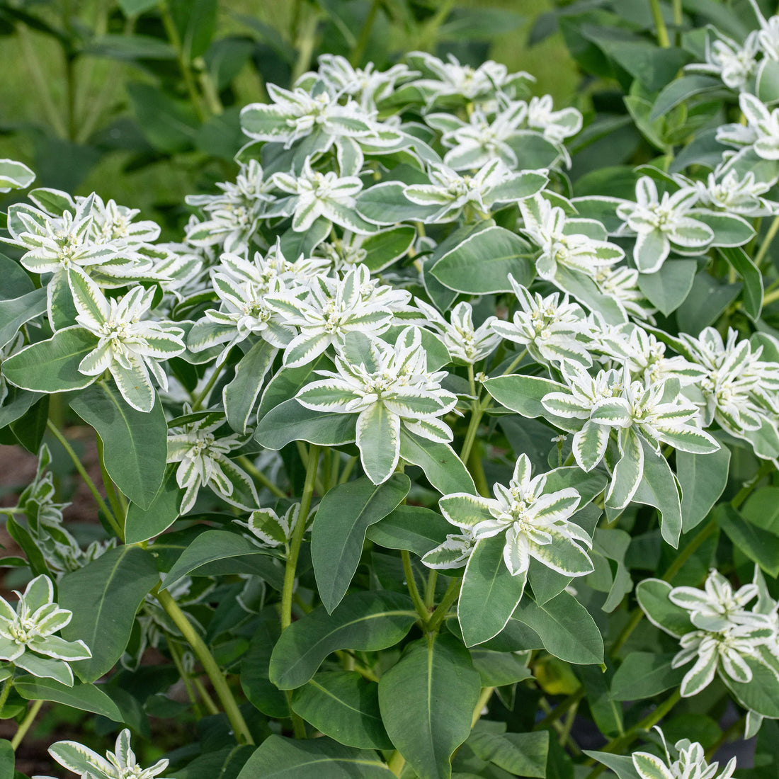 Green Snow flower seeds