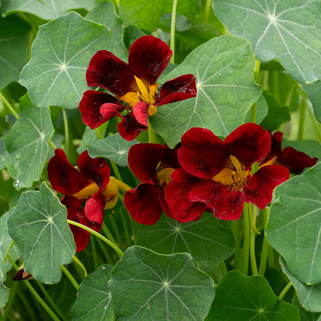 Maroon Nasturtium flower seeds
