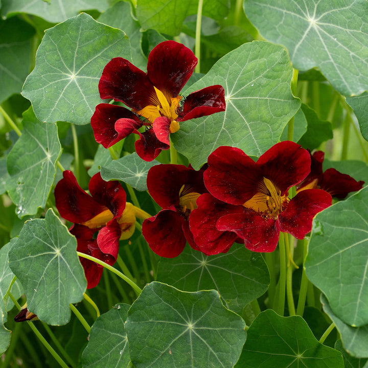 Maroon Nasturtium flower seeds