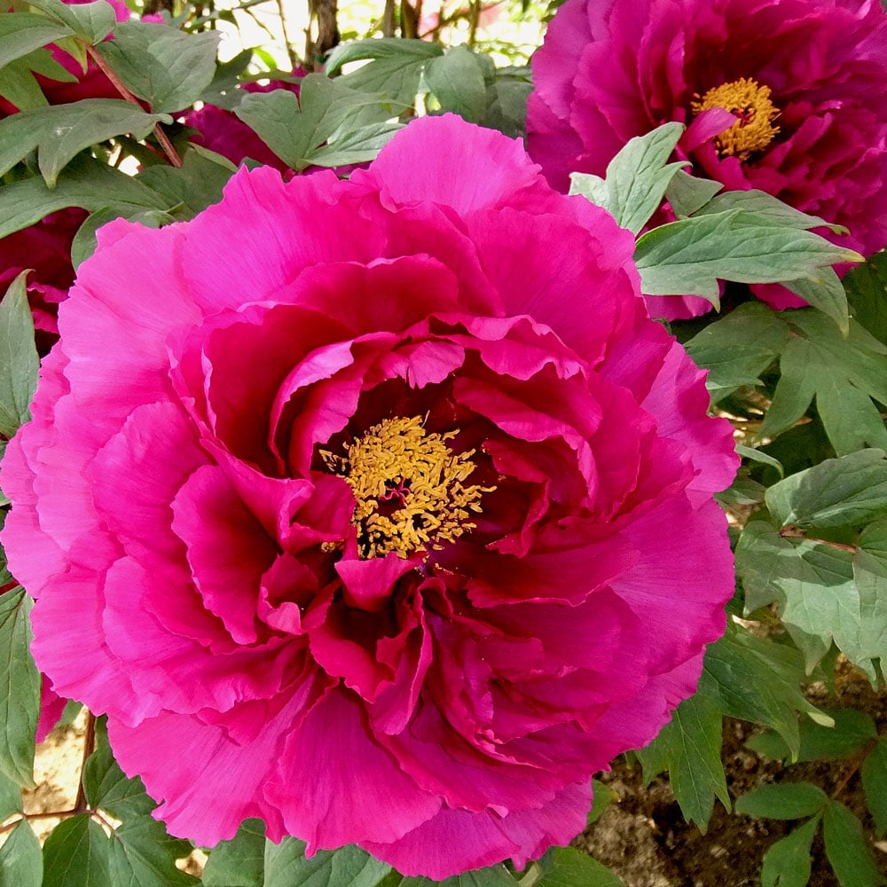 Paeonia flower seeds
