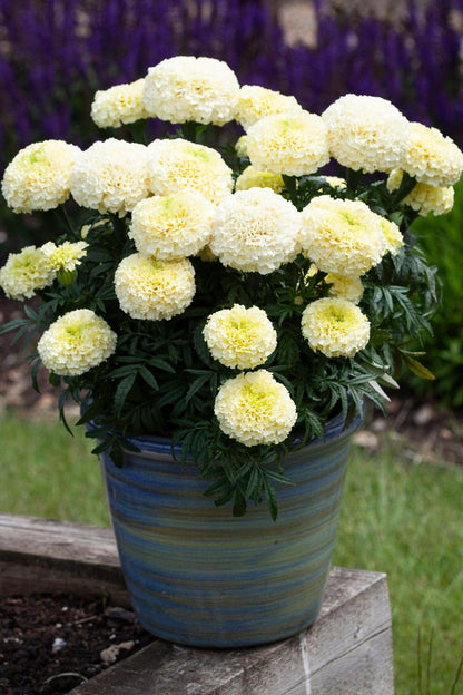 African White Marigold plant