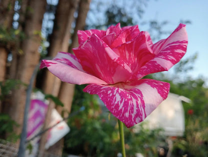 Pink White Stripe Rose Flower Seeds for Planting – Unique Garden Rose Blooms