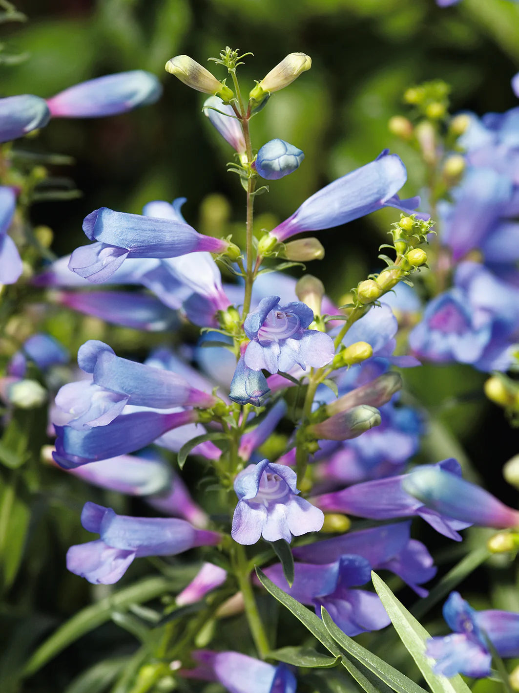 Blue Penstemon flower seeds