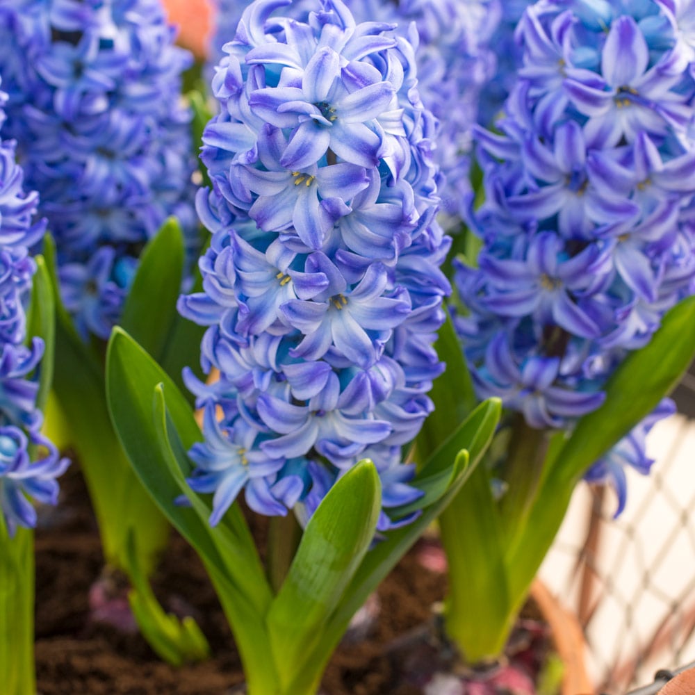 Sky Blue flower seeds