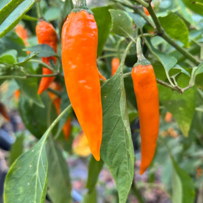 Orange Chili Pepper Seeds