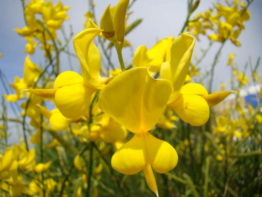 Spartium flower seeds