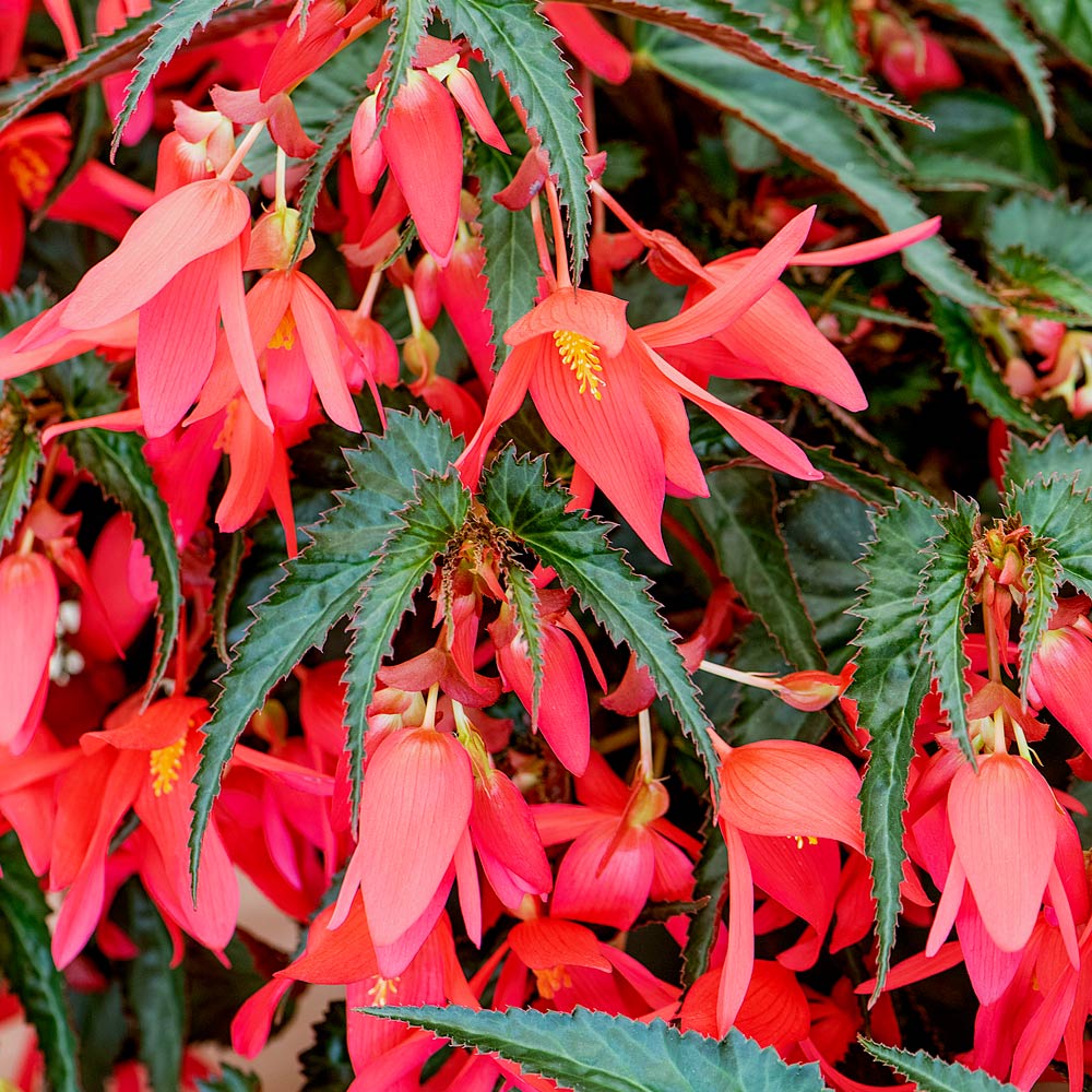Boliviensis flower seeds