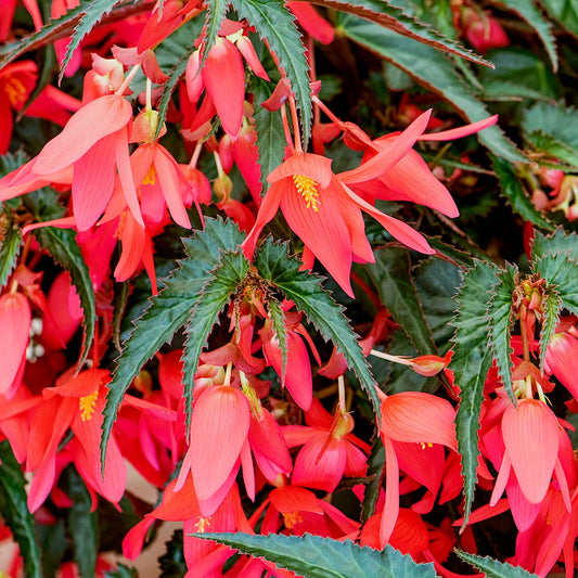Boliviensis flower seeds