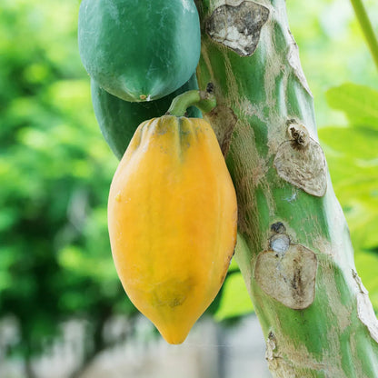 papaya seeds