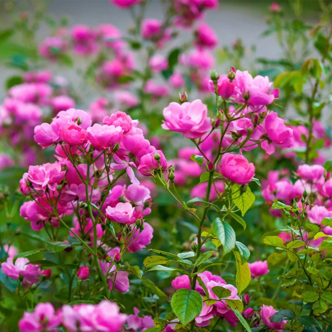Floribunda flower seeds