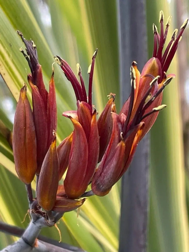 Red Phormium flower seeds