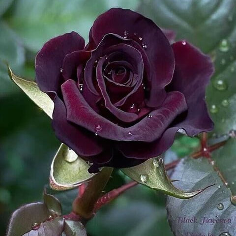 Black Maroon Rosa plant
