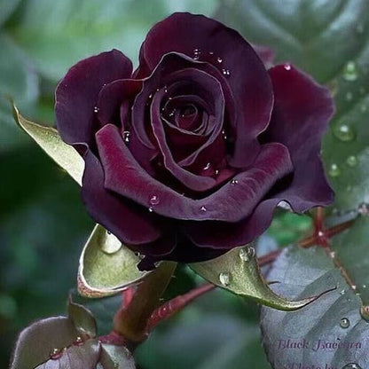 Black Maroon Rosa plant