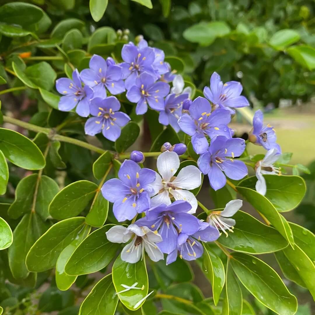 Blue Lignum Vitae plant