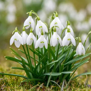 Galanthus flower seeds