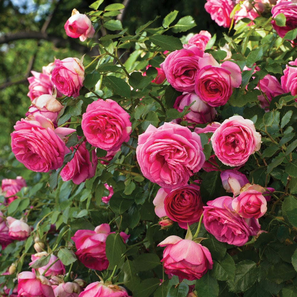 Climbing Pinkie Rose plant