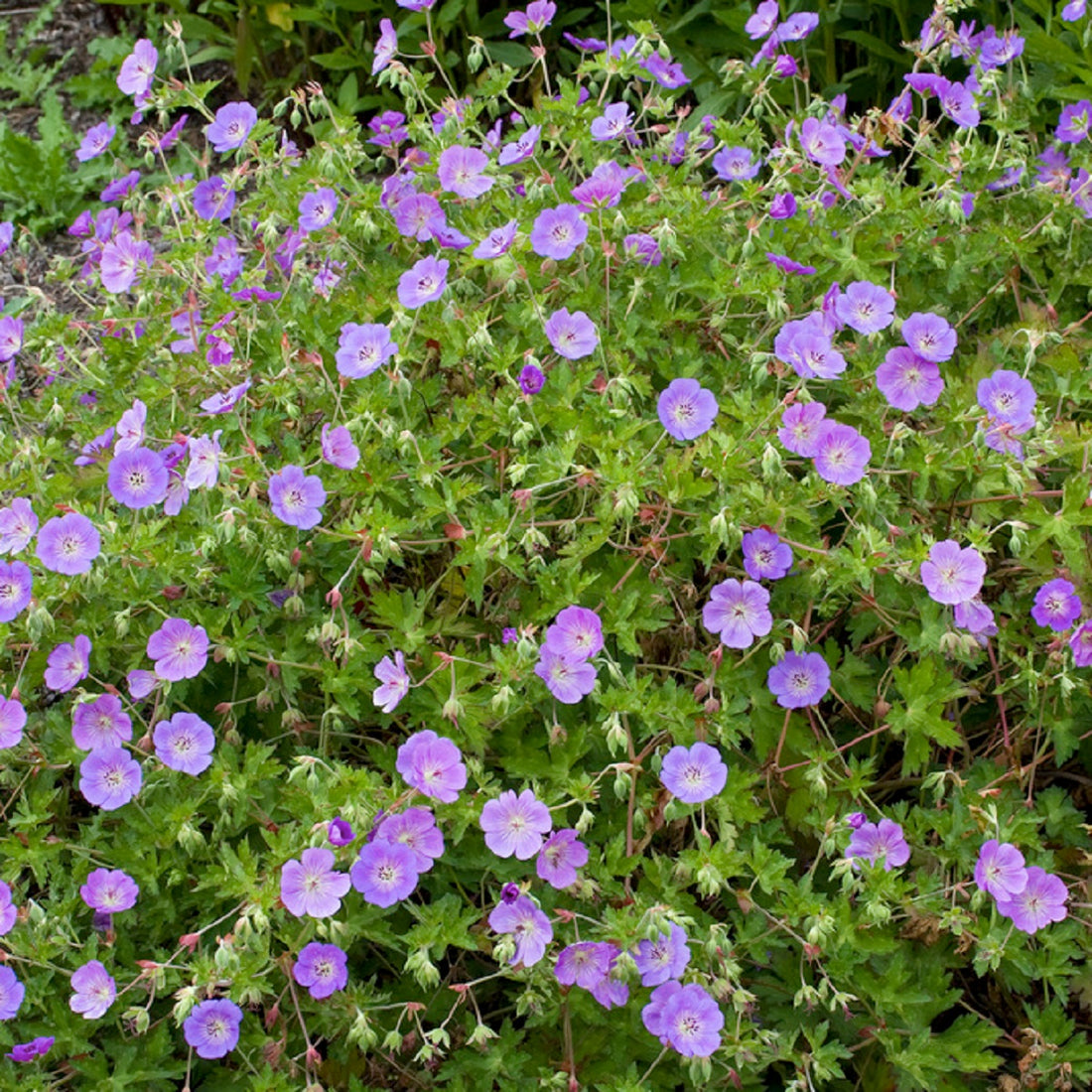 Purple Eschscholtzia flower seeds