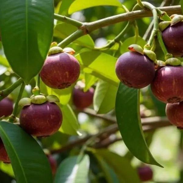mangosteen fruit seeds