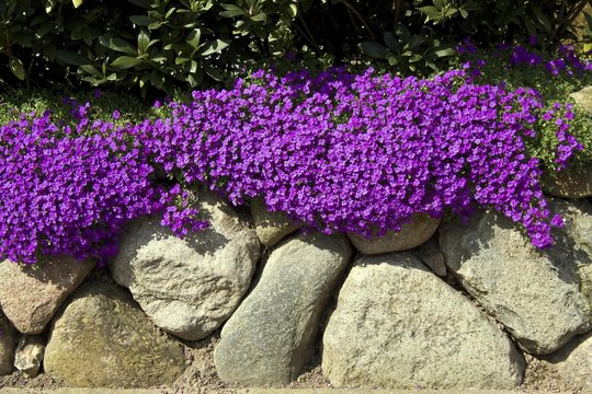 Violet Aubrieta flower seeds