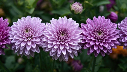 Yellow Purple Chrysanthemum Flower Seeds for Planting – Vibrant Garden Blooms