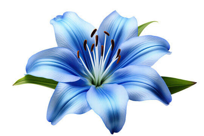 Blue Lily plant