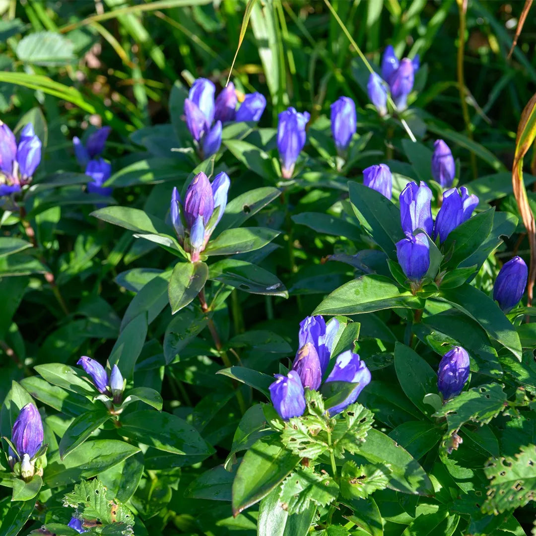 Blue Gentiana flower seeds