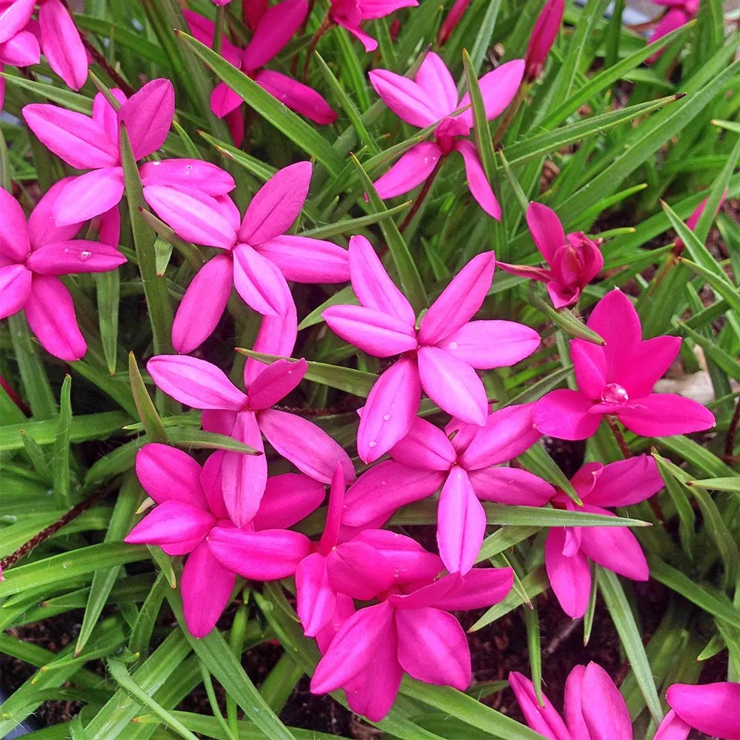 Rhodohypoxis flower seeds